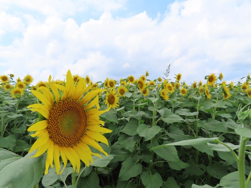 津南ひまわり広場のひまわり（2）