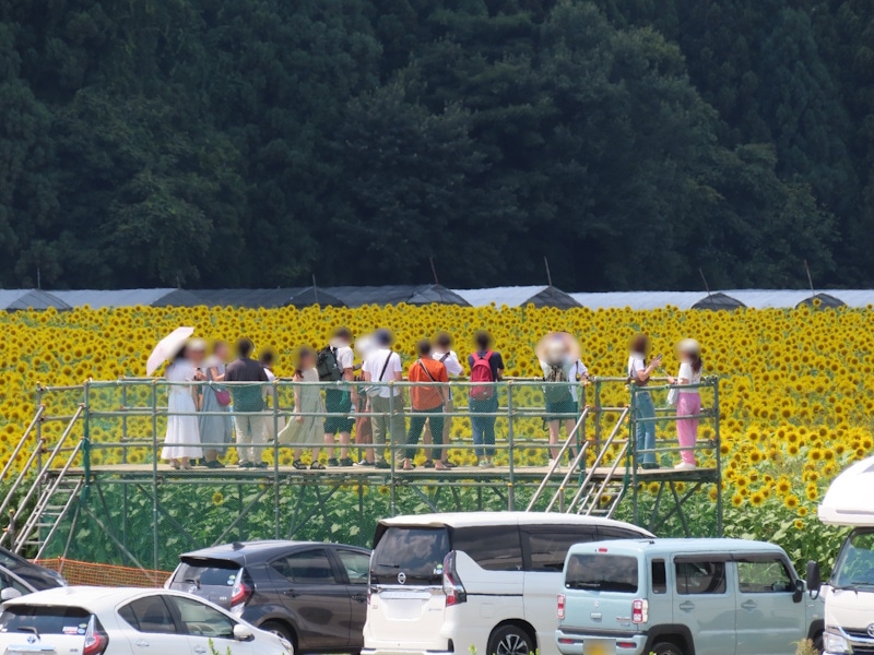 津南ひまわり広場（2）／ひまわり畑の展望スペース