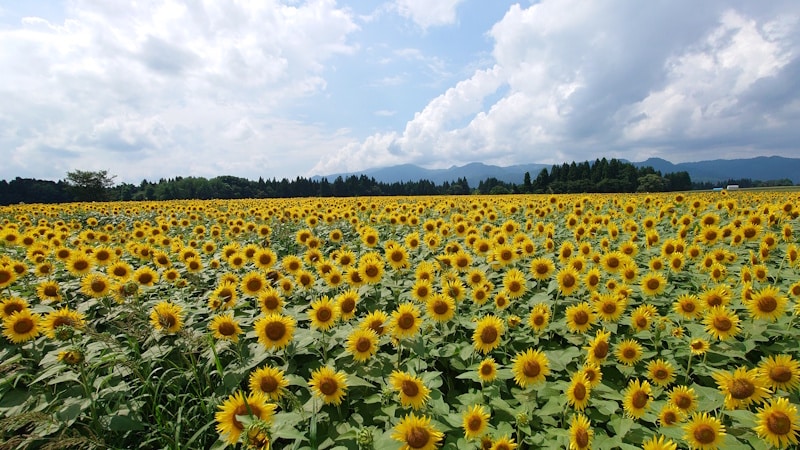 津南ひまわり広場のひまわり（3）
