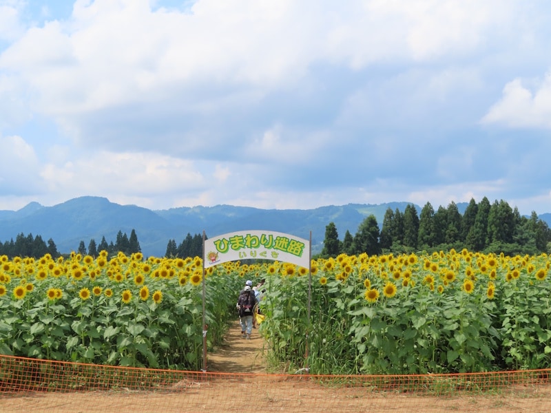 津南ひまわり広場のひまわり（4）／ひまわり迷路