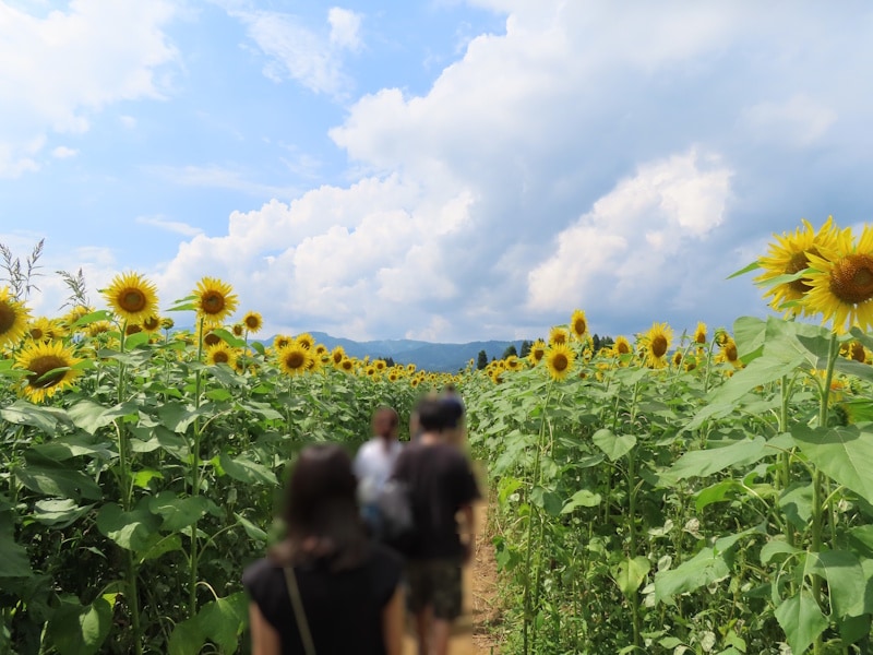 津南ひまわり広場のひまわり（5）／ひまわり迷路