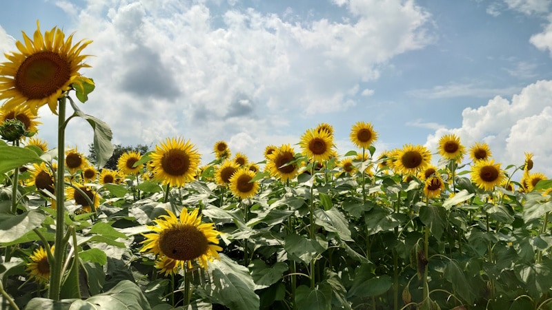 津南ひまわり広場のひまわり（6）／ひまわり迷路