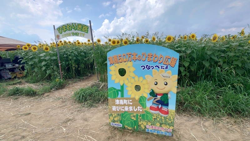 津南ひまわり広場のひまわり（7）／ひまわり迷路