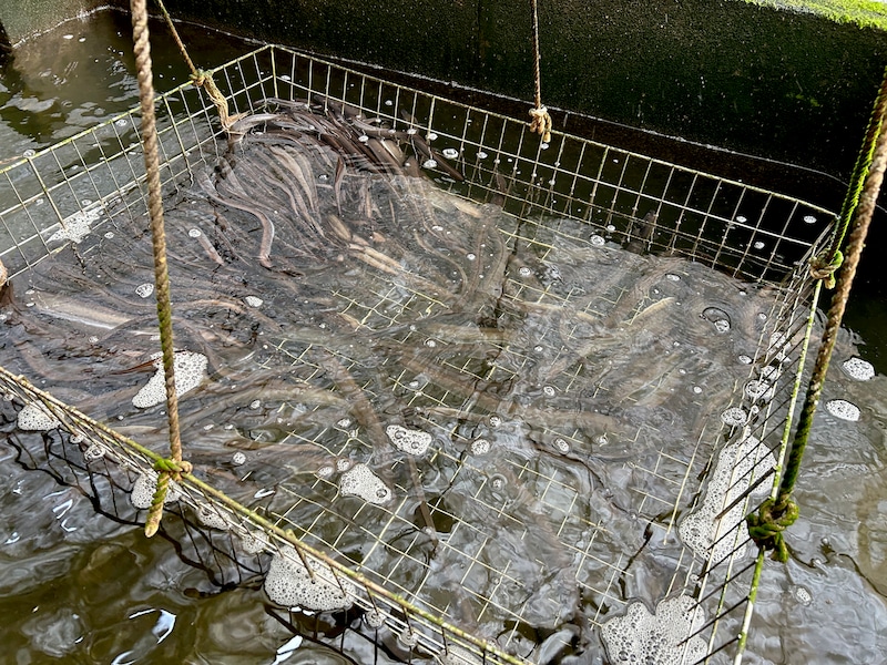 鰻養殖場の様子