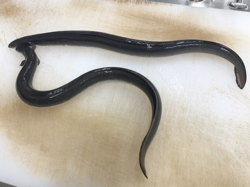 生きた状態の「活鰻（かつまん）」