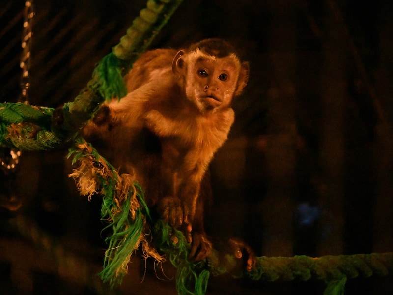 飼育員による特別ガイドは18:30～と19:30～の2回実施。画像はフサオマキザル（提供画像）