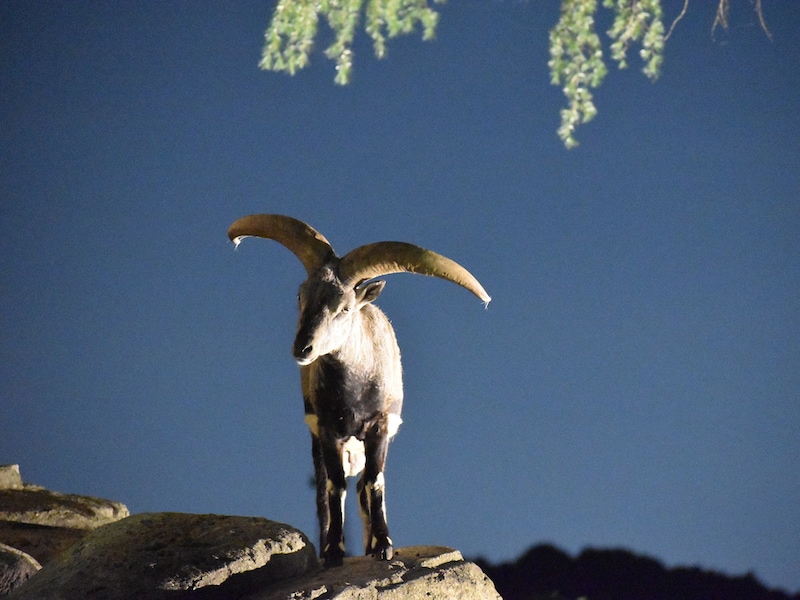 「おしゃべりナイト」は17:00～19:30まで30分間隔で実施。画像はスーチョワンバーラル（提供画像）