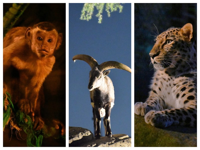 夏休みの人気イベント「よこはま夜の動物園2025」は8月の土・日曜と8月11日に開催（提供画像）