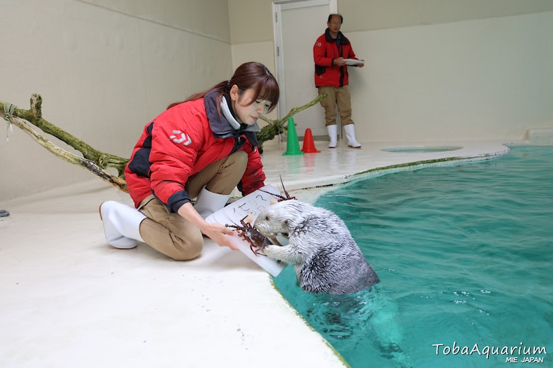 鳥羽水族館のラッコのメイちゃんが伊勢のPR大使に