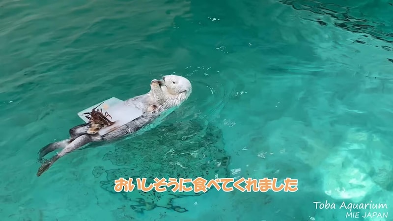 特製の任命状アイスケーキを食べるメイちゃん