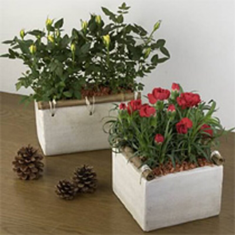 イイハナ・ドットコム 父母セット「元気でね」