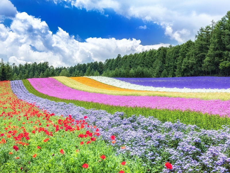 色とりどりの美しい花々が楽しめるファーム富田が2位にランクイン ※画像：PIXTA