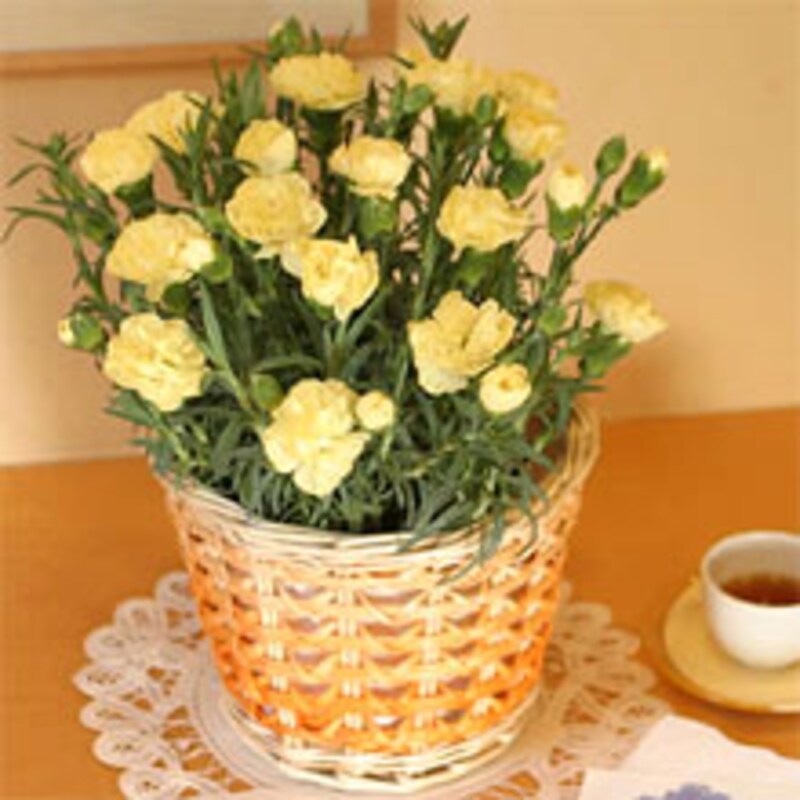 e87.com／花鉢「ティンクル」