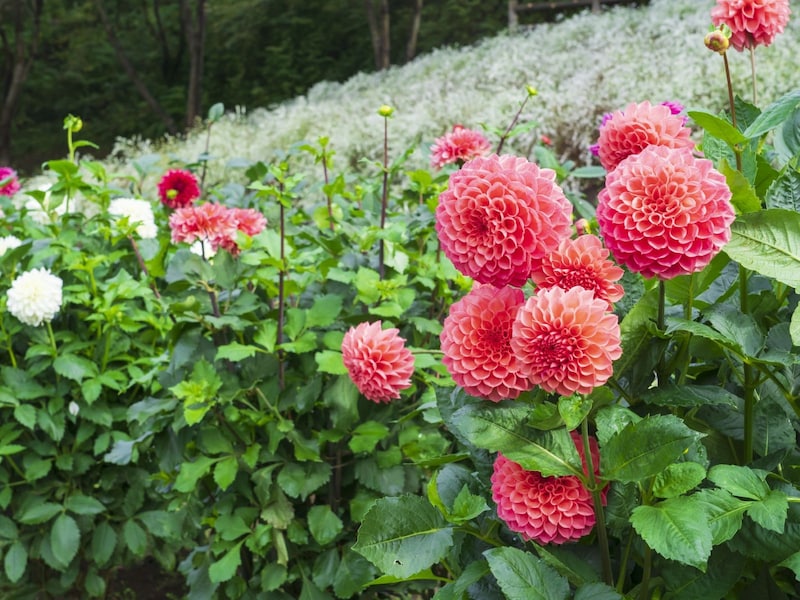 秋田県はダリアの一大産地。「なまはげダリア」はオリジナル品種。※画像出典:PIXTA