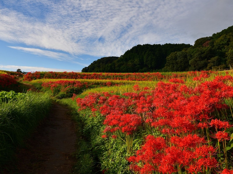 田んぼのあぜ道に彼岸花が多いのはなぜ?(※画像出典:PIXTA)