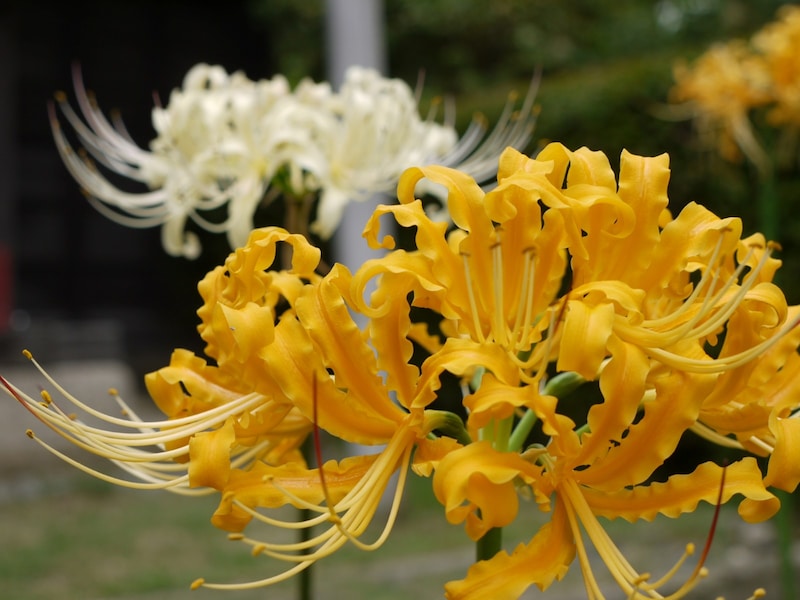 彼岸花には、黄色や白、ピンクなどの色違いもある(※画像出典:PIXTA)