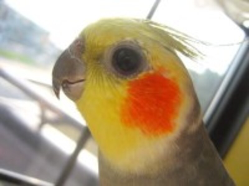 ペットのオカメインコ