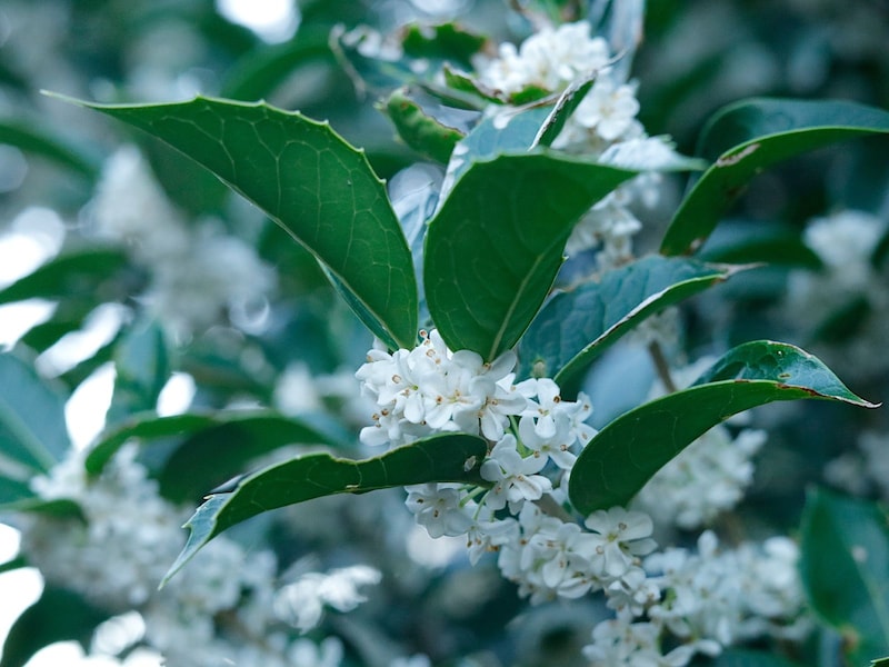 銀木犀（ギンモクセイ）は白い花を咲かせる（画像出典：PIXTA）