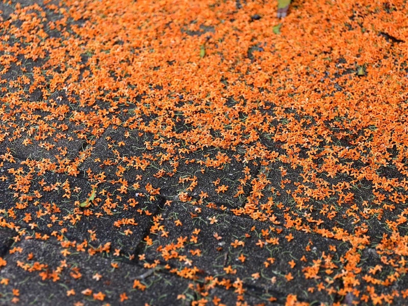 金木犀の絨毯（画像出典：PIXTA）