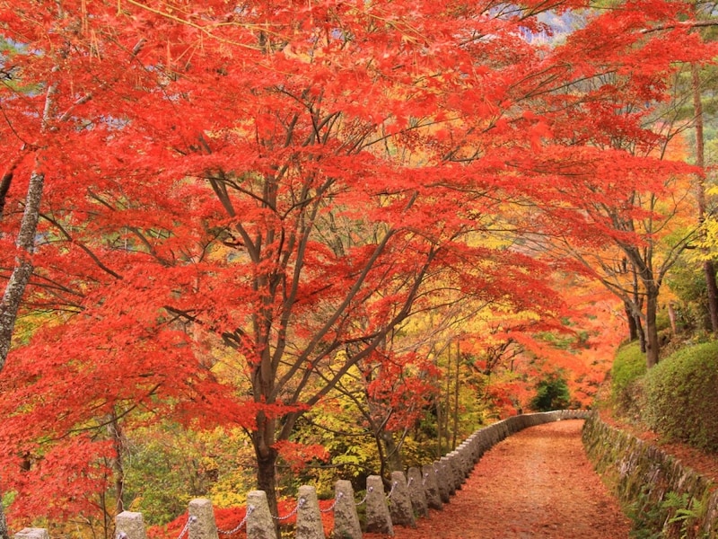 吉野山(奈良)高城山への道 ※画像:masa / PIXTA
