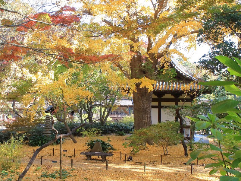 旧天端寺寿塔覆堂付近のイチョウは落葉すると黄金色の絨毯のようの画像