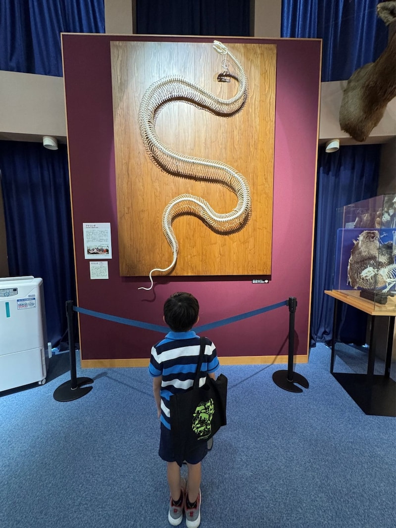 アナコンダの骨格標本