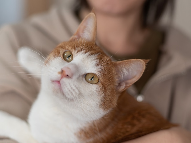 「将来ペットと一緒に一軒家に住みたい」27歳女性のリアルな生活収支は ※画像:PIXTA