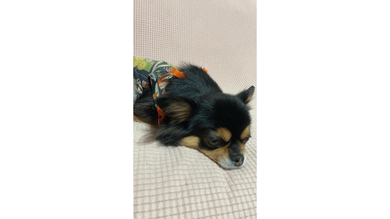 チワワのチャッピーちゃん