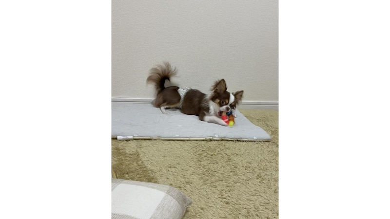 「デンタルトイ チューリング」で遊ぶチワワのロキちゃん
