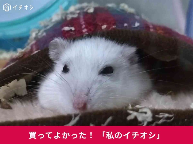 ͡ʤȤġˡץҡߤΥϥॹݤݤˡ