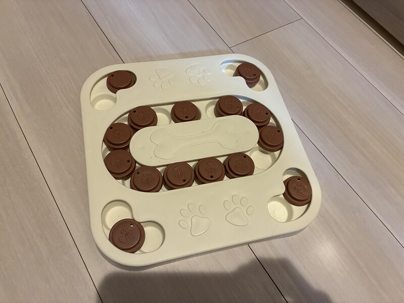 SHEIN㤨֥ѥȥפϥץǤ襤ǥ