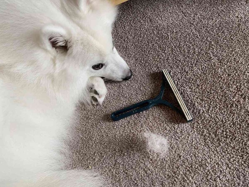 日本スピッツのテトちゃん