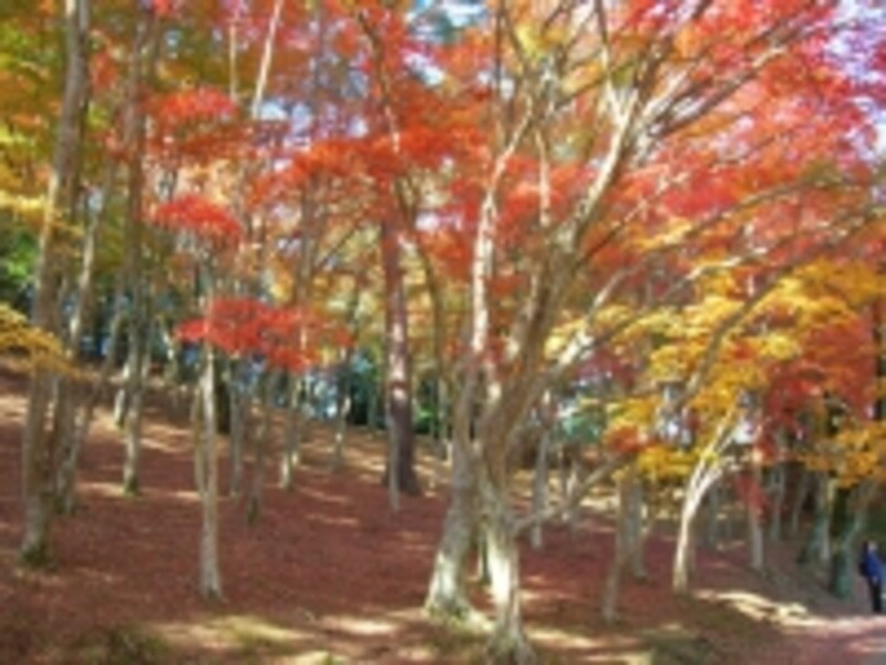 修善寺の紅葉