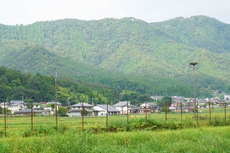 兵庫県立コウノトリの郷公園の横で野生のコウノトリ発見