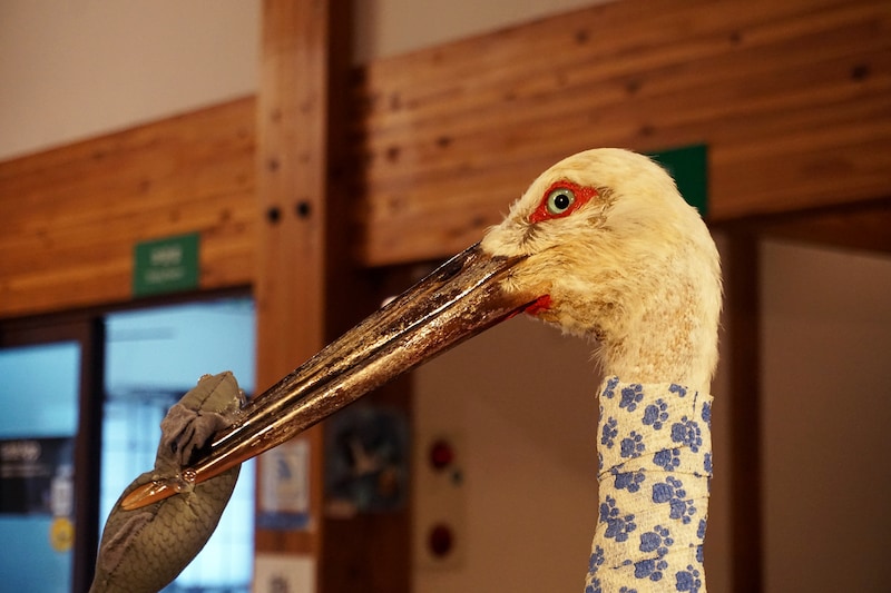 豊岡市立コウノトリ文化館内にあるコウノトリのはく製。飼育コウノトリを見ながら解説を聞くこともできる