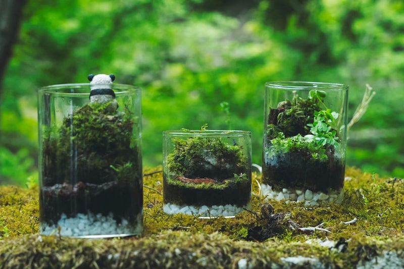 森の記憶を持ち帰るテラリウムづくり(※コケは森では採取しません/写真提供:増田真人)