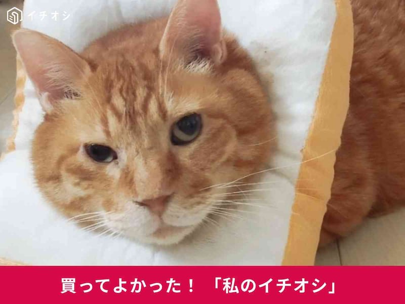 ֿѥ󥨥ꥶ٥顼פϤդդΤ䤵Ǻ