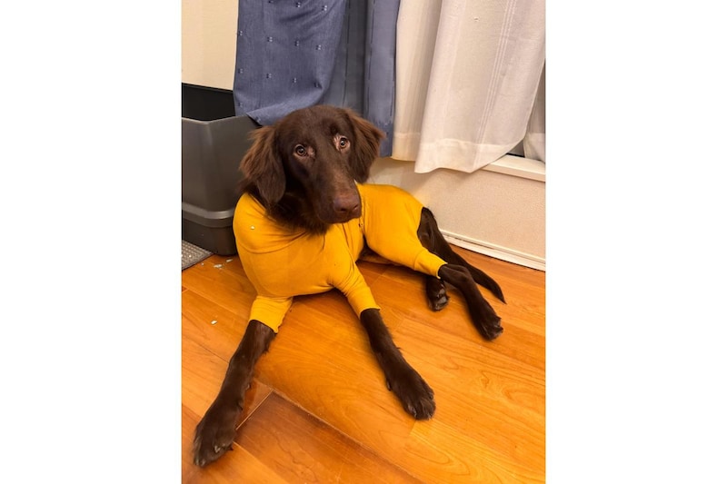 ޥ֥饶Ρ֥󥿥ȥġפѤ