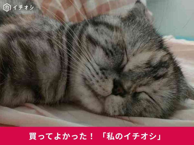 愛猫の冬用ベッドに「ペットハウス?ドーム型」がおすすめ!