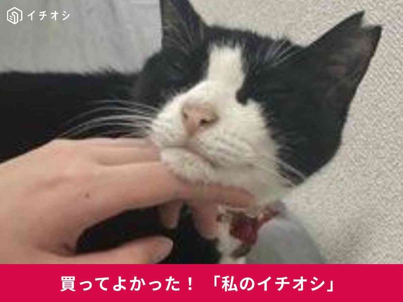 ロイヤルカナンの「インドア7+?室内で生活する中高齢猫用」を愛猫がぺろっと完食!