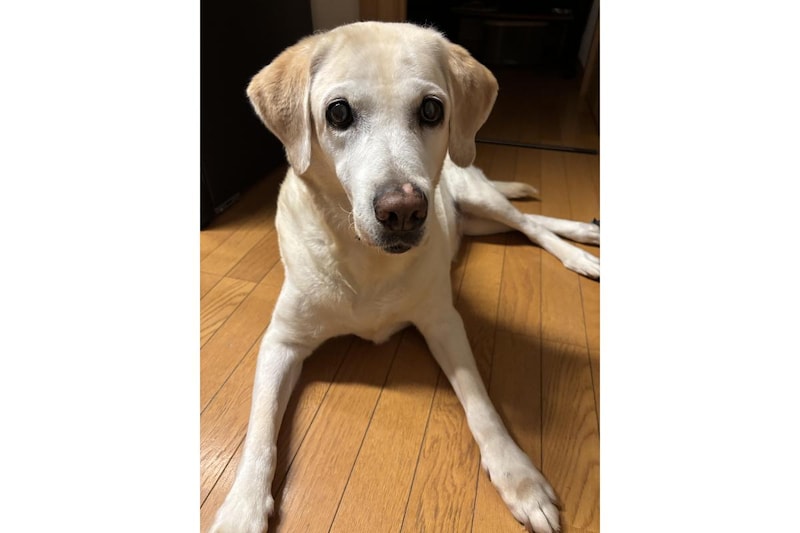 ラブラドールレトリバーのチイちゃん