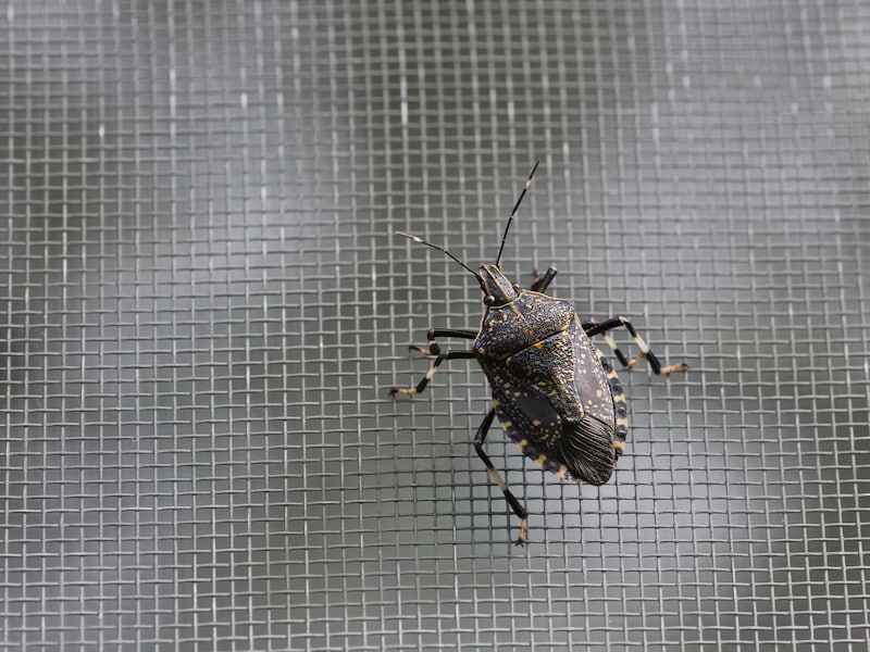 カメムシが150年ぶりに大発生している? その強烈な臭いの秘密とは…※サムネイル画像:PIXTA