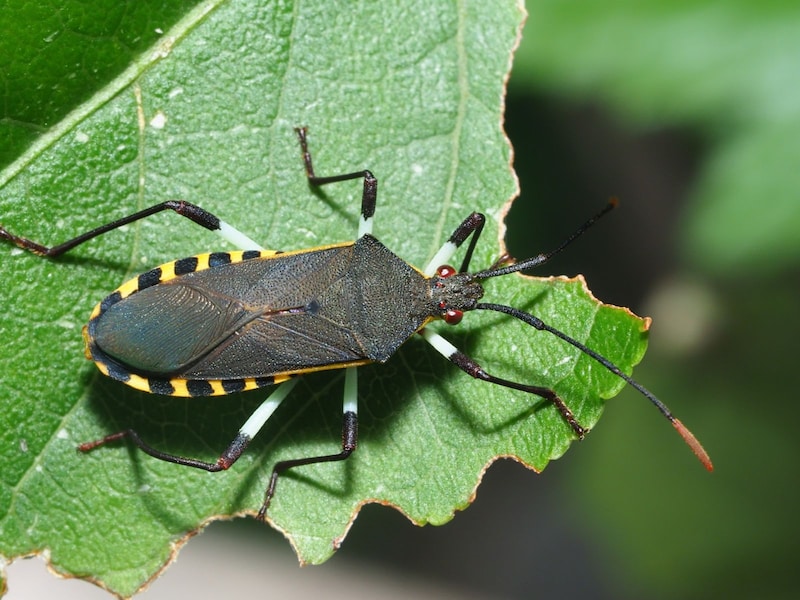 キバラヘリカメムシ ※画像:PIXTA