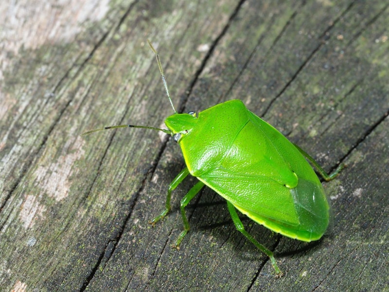 ツヤアオカメムシ　※画像：PIXTA