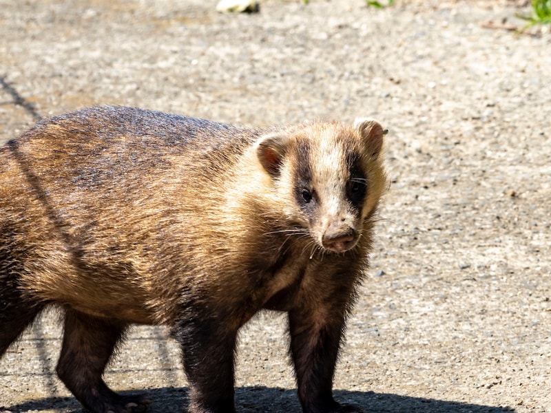 東京23区で絶滅のはずが…ニホンアナグマの目撃が多発している！※サムネイル画像：PIXTA