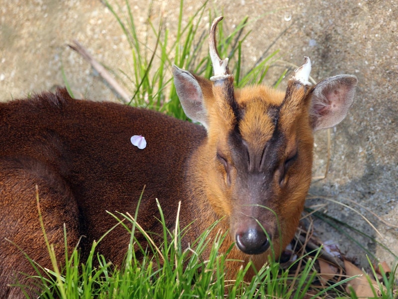 泳ぎが達者なキョン。鳴き声に対する苦情も多い　※画像：PIXTA