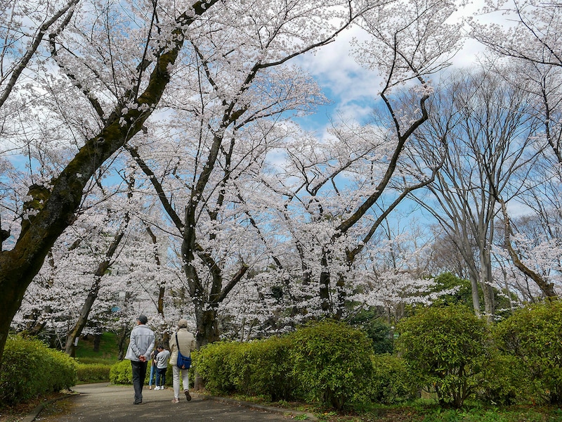 自然豊かな三ッ沢公園がある神奈川区