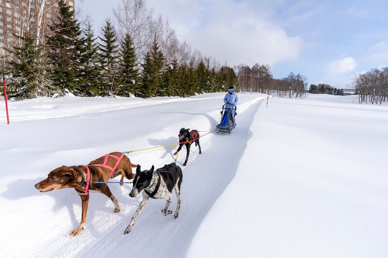 一周約400ｍのコースを走る犬ぞり体験。見た目以上のスピード感！
