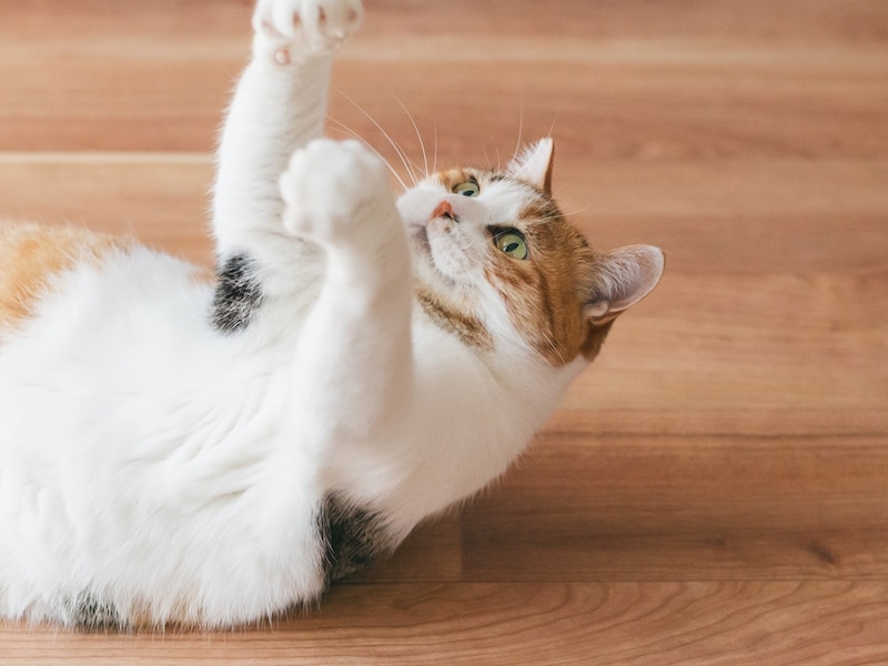 定年後は猫を飼いたい ※画像：PIXTA