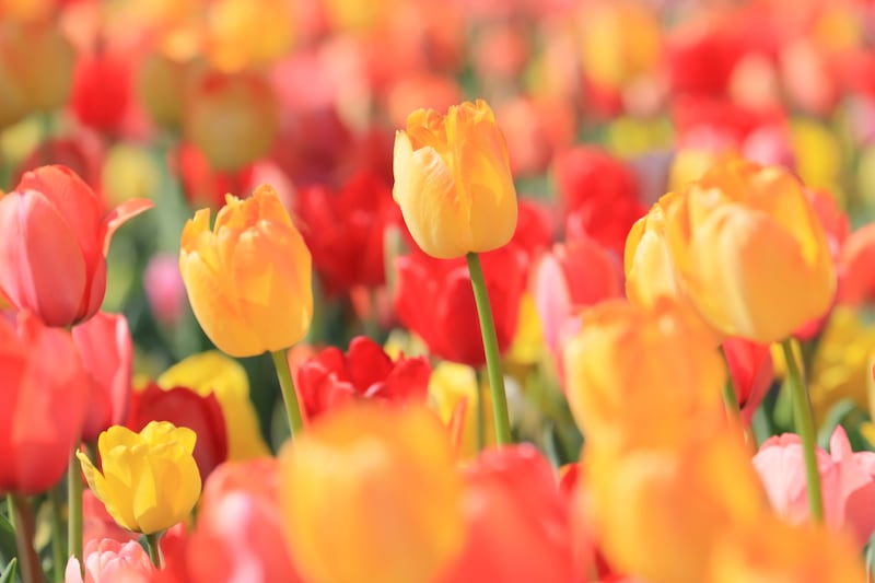 チューリップの花